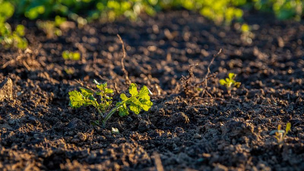 Hacer compost casero válido a largo plazo
