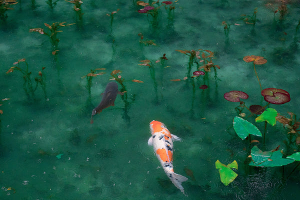 Prévention et traitement des ulcères chez les poissons Koi