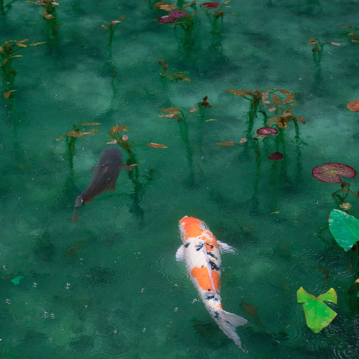 Prévention et traitement des ulcères chez les poissons Koi