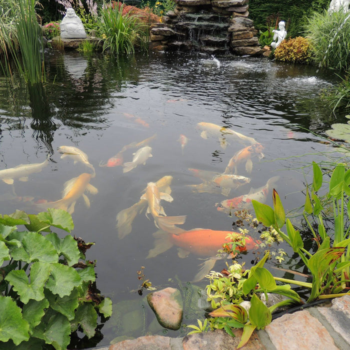 Des plantes aquatiques filtrantes pour bassin de jardin... Pour assainir !