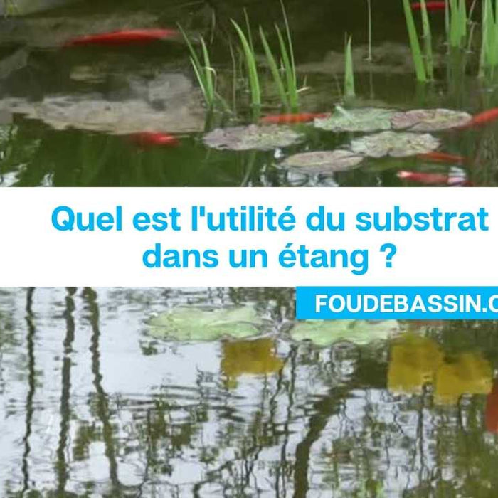 Quel est l'utilité du substrat dans un étang?
