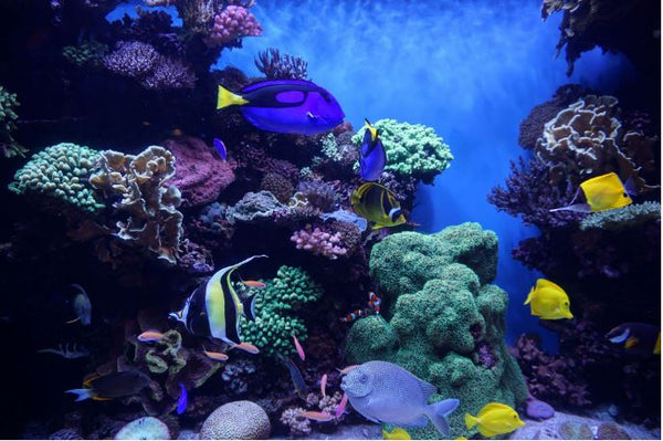 Le substrat en aquarium