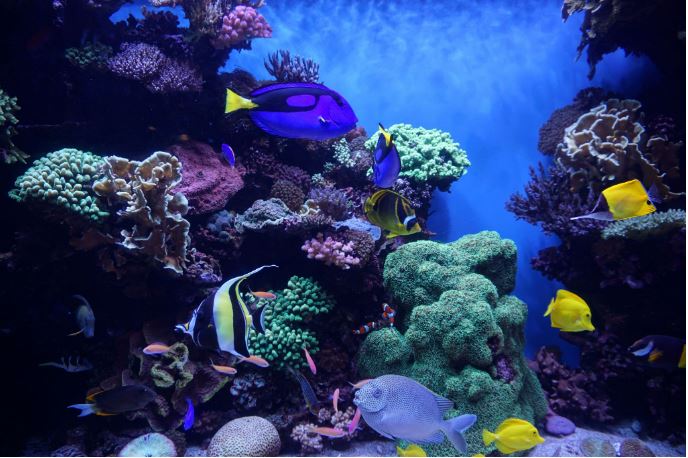 Le substrat en aquarium