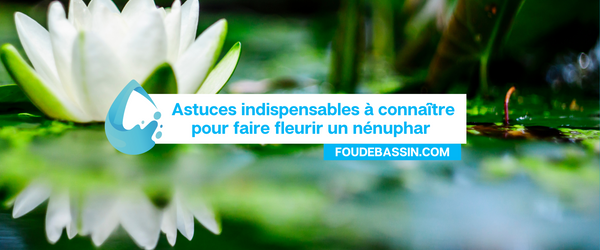 Astuces indispensables à connaître pour un maximum de fleurs de nénuphars tout au long de la saison !