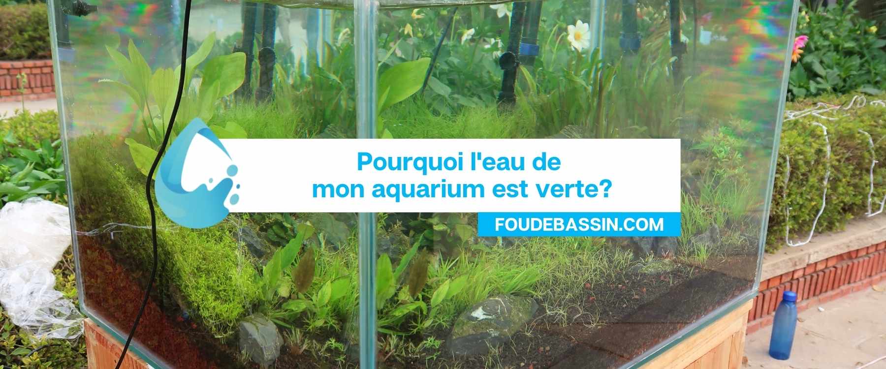 Pourquoi l'eau de mon aquarium est verte?