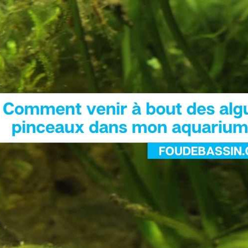 Comment se débarrasser des algues pinceaux dans un aquarium ?