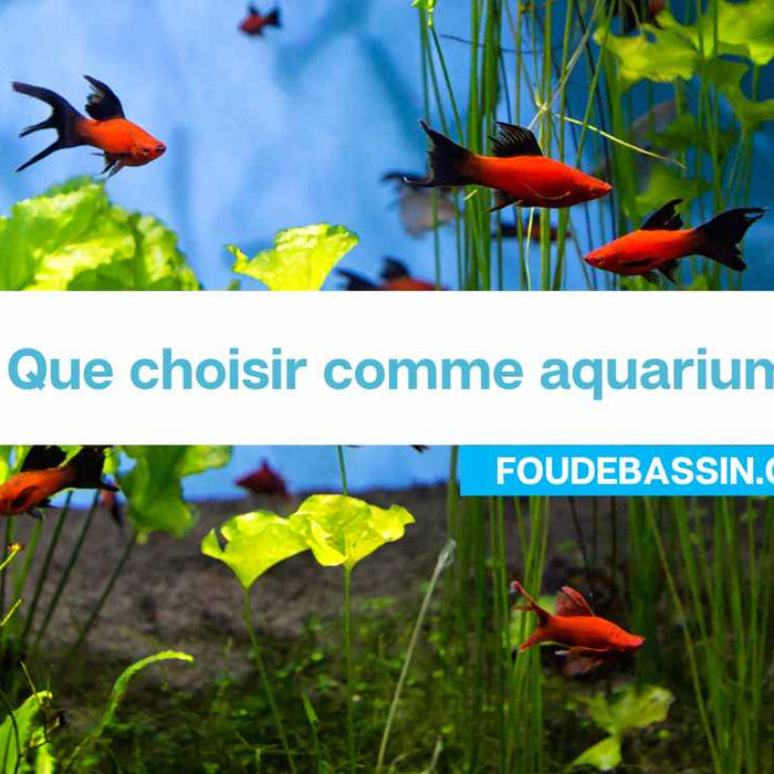 Que choisir comme aquarium? Comment choisir un aquarium?