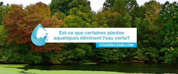 Est-ce que certaines plantes aquatiques réduisent l'eau verte?