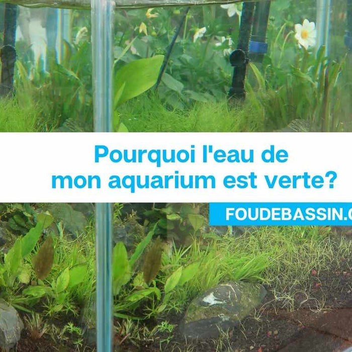 Pourquoi l'eau de mon aquarium est verte?