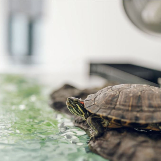 Comment creer un aqua-terrarium pour votre tortue ?