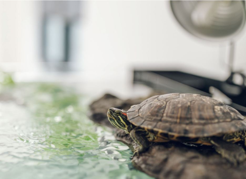 Comment creer un aqua-terrarium pour votre tortue ?