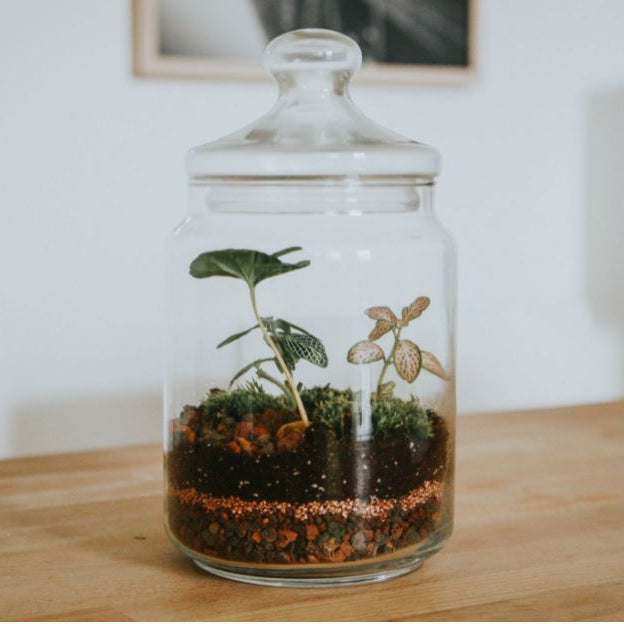 Comment faire un terrarium clos.