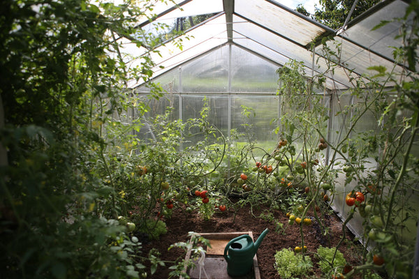 Dos métodos para cultivar tomates como un profesional