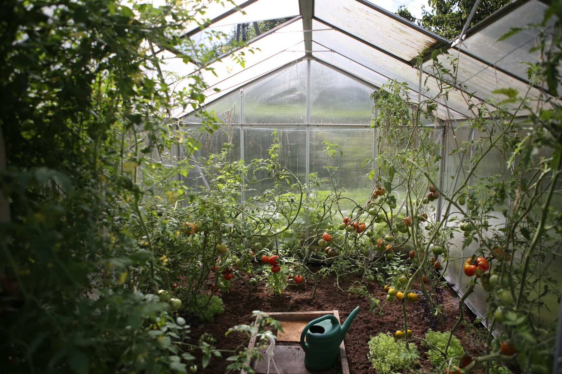 Deux methodes pour cultiver les tomates comme un pro