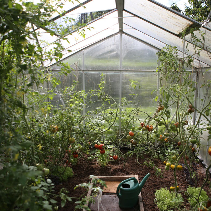 Deux methodes pour cultiver les tomates comme un pro