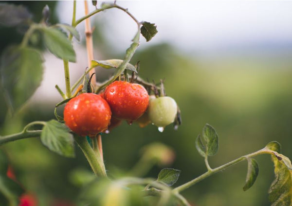 How oxygen works in aquaponics