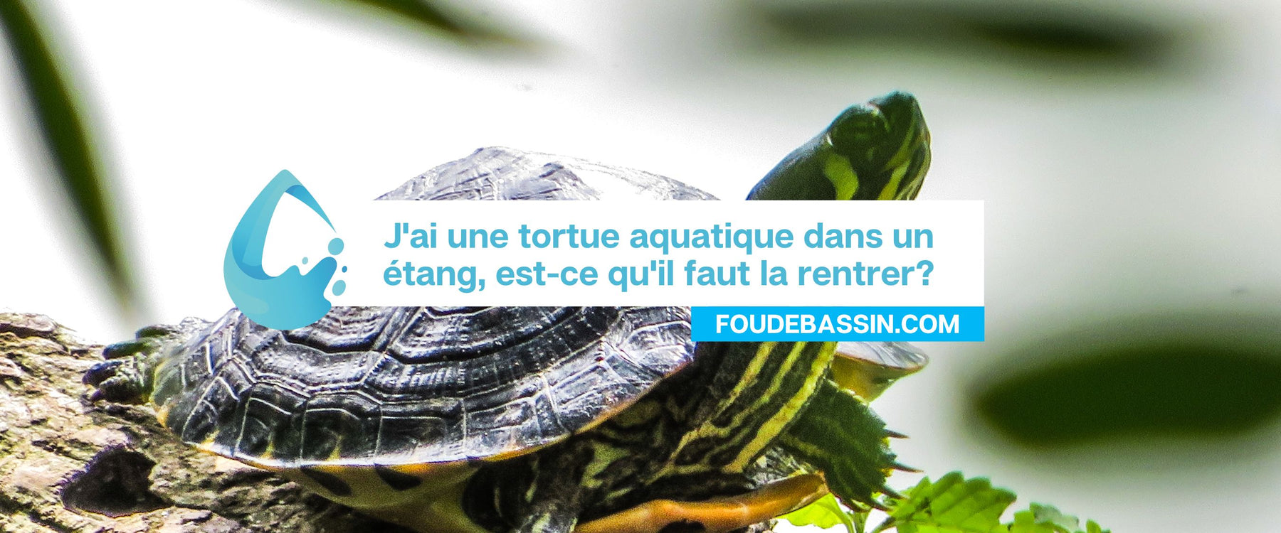 J'ai une tortue aquatique dans un étang, est-ce qu'il faut la rentrer? Est-ce qu'elle supporte le gel?