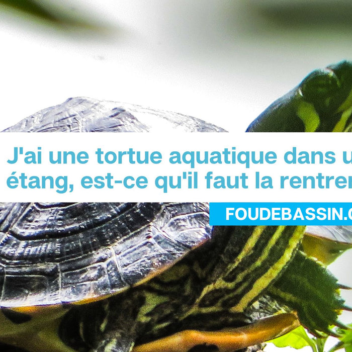 J'ai une tortue aquatique dans un étang, est-ce qu'il faut la rentrer? Est-ce qu'elle supporte le gel?