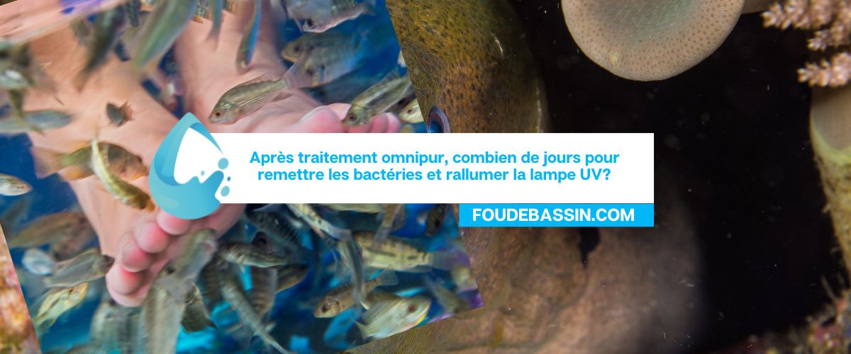 Après traitement omnipur, combien de jours pour remettre les bactéries et rallumer la lampe UV?