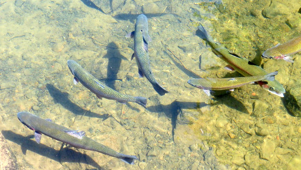 How to get trout in a pond?