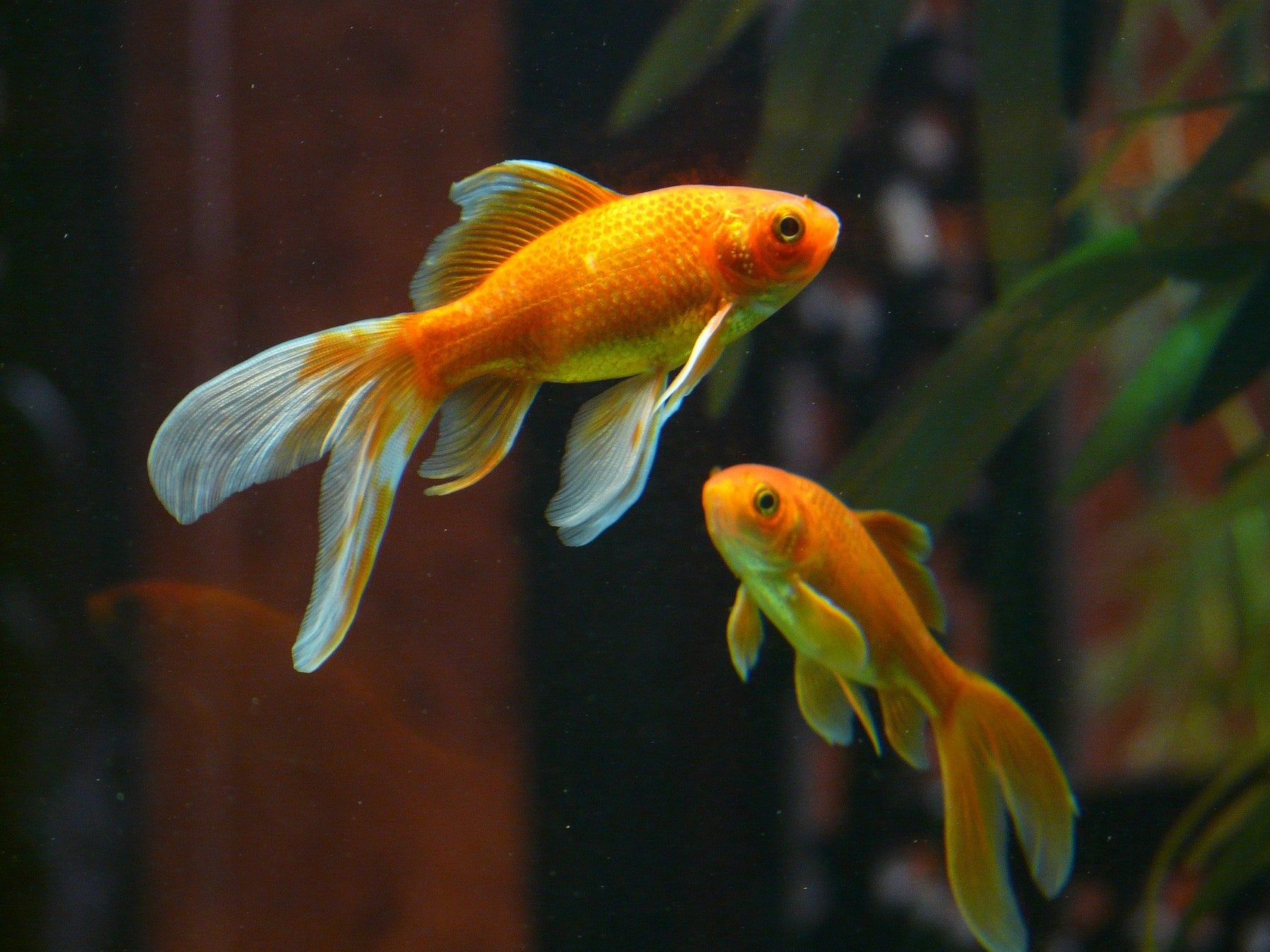 Faut-il changer l'eau d'un aquarium à poisson rouge?