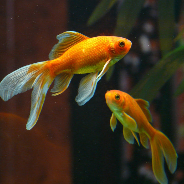 Faut-il changer l'eau d'un aquarium à poisson rouge?