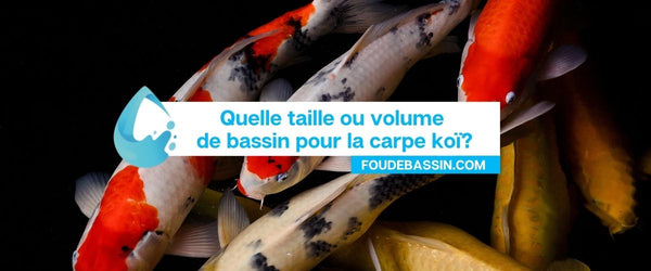 Quelle taille ou volume de bassin pour la carpe koï?