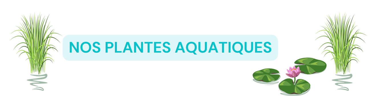 Plantes aquatiques —