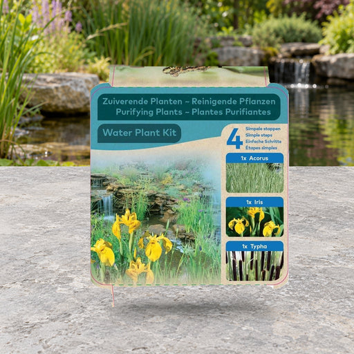 Mise en scène illustrative — Plantes purifiantes Acorus-Iris-Typha