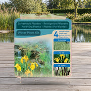 Mise en scène illustrative — Plantes purifiantes Acorus-Iris-Typha