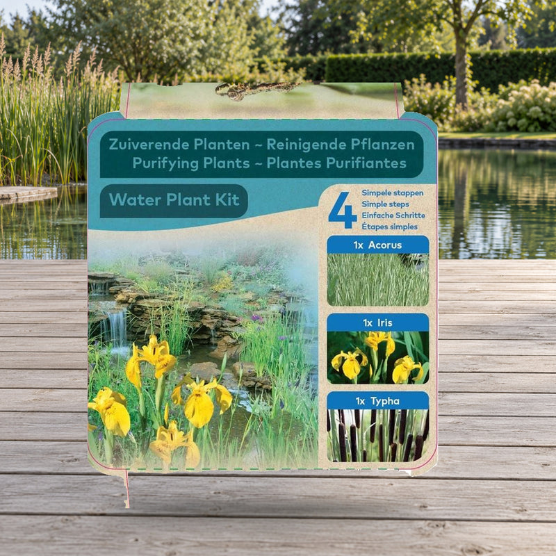 Mise en scène illustrative — Plantes purifiantes Acorus-Iris-Typha