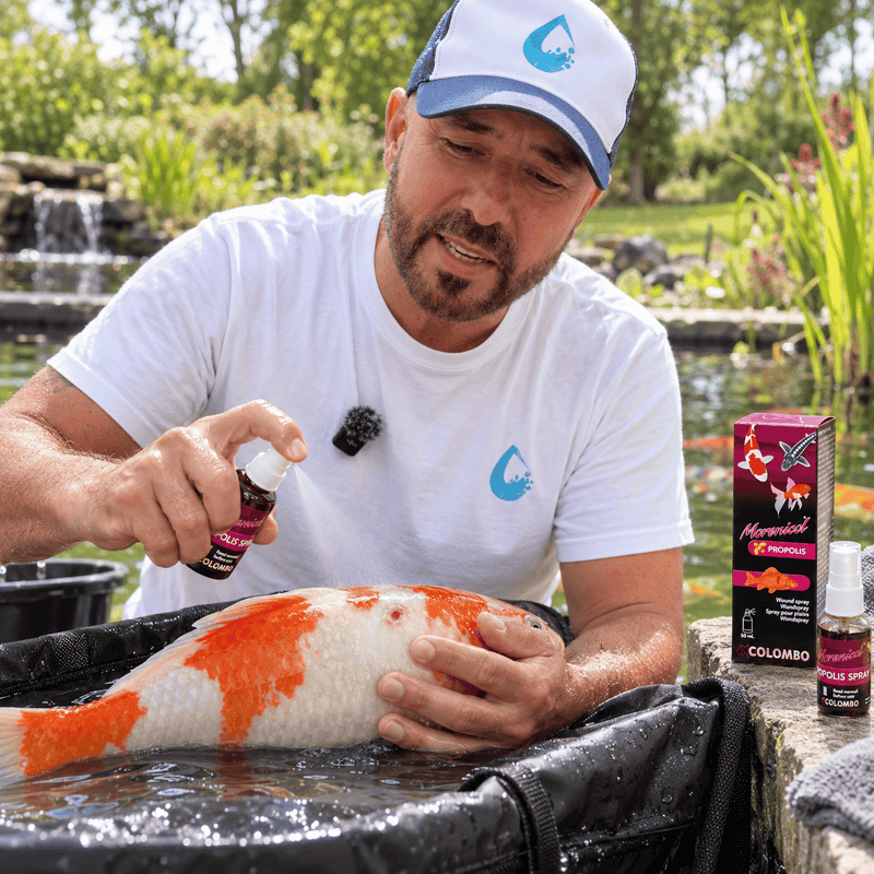 Colombo Traitements Colombo Propolis Wound Spray 50 ml – Soin protecteur des plaies pour koïs et poissons de bassin 8715897081736 05020715