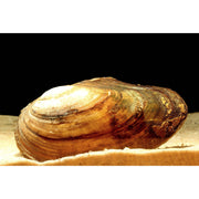 Aquifarm Moule Filtreuse - Moule Anodonte - Anodonte des rivières (Vijvermossel)