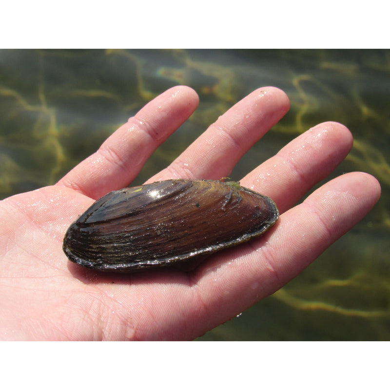 Aquifarm Moule Filtreuse - Moule Anodonte - Anodonte des rivières (Vijvermossel)