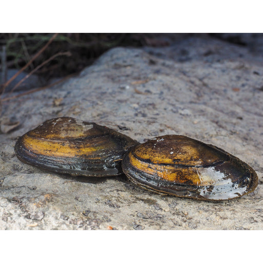 Aquifarm Moule Filtreuse - Moule Anodonte - Anodonte des rivières (Vijvermossel)