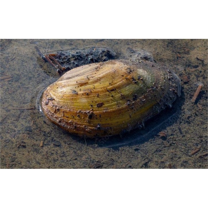 Aquifarm Moule Filtreuse - Moule Anodonte - Anodonte des rivières (Vijvermossel)