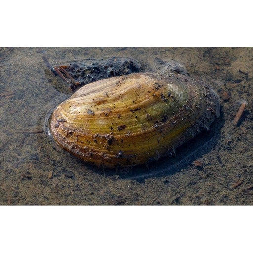 Aquifarm Moule Filtreuse - Moule Anodonte - Anodonte des rivières (Vijvermossel)