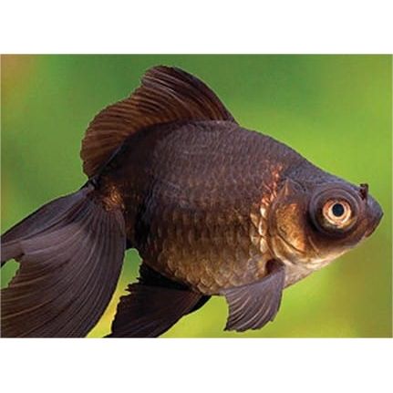 Aquifarm Voiles de Chine Black Moor 5-6 CM 8715897008856 V1222085