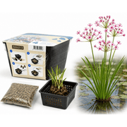 Aquifleur Plantes aquatiques Butomus umbellatus - En kit tout-en-un - Pot de 18CM (Une des plantes les plus épuratrices) 8719743710108 20920
