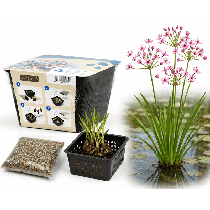 Aquifleur Plantes aquatiques Butomus umbellatus - En kit tout-en-un - Pot de 18CM (Une des plantes les plus épuratrices) 8719743710108 20920