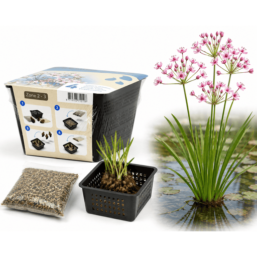 Aquifleur Plantes aquatiques Butomus umbellatus - En kit tout-en-un - Pot de 18CM (Une des plantes les plus épuratrices) 8719743710108 20920