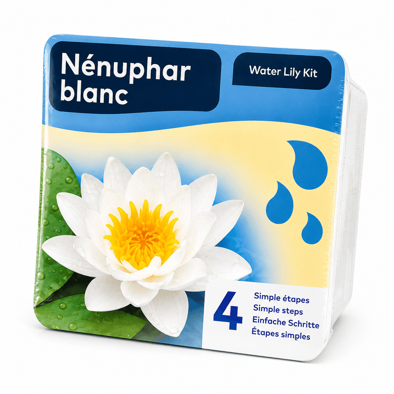 Aquifleur Plantes aquatiques 🤍 Kit Nénuphar Blanc Prêt à Planter Aquifleur – Nymphaea avec Panier, Terreau & Gravier 8718226855763 8718226855763