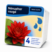 Aquifleur Plantes aquatiques ❤️ Kit Nénuphar Rouge Prêt à Planter Aquifleur – Nymphaea avec Panier, Terreau & Gravier 8718226855756 8718226855756