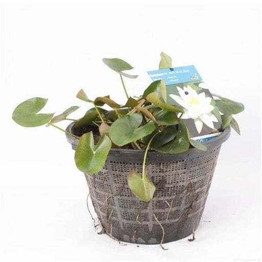 Aquifleur Plantes aquatiques Nymphaea Blanc - Nénuphar Blanc - Grand pot XXL de 40CM prêt à être déposé ! 17125