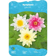 Aquifleur Plantes aquatiques Nymphaea Trio - Nénuphar Trio de couleur - Grand pot XXL de 40CM prêt à être déposé ! 17145