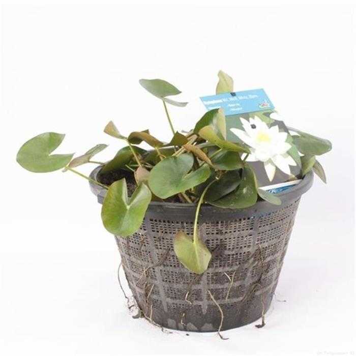 Aquifleur Plantes aquatiques Nymphaea Trio - Nénuphar Trio de couleur - Grand pot XXL de 40CM prêt à être déposé ! 17145