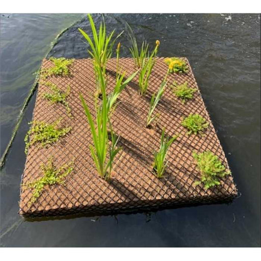 Aquifleur Plantes TAPIS FLOTTANT 1 x 1M - 25 PLANTES _ PERMET 25 POT DE 9CM