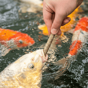 Aquifood Aquifood Koï Stick Friandises pour carpes koïs Aquifood  - 120G