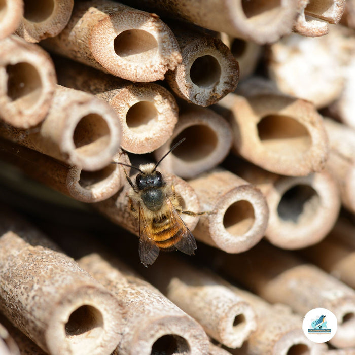 Aquigarden NON-FOOD Hôtel à Insectes - Le Marriott pour attirer les insectes dans votre jardin 5400351170929 17092