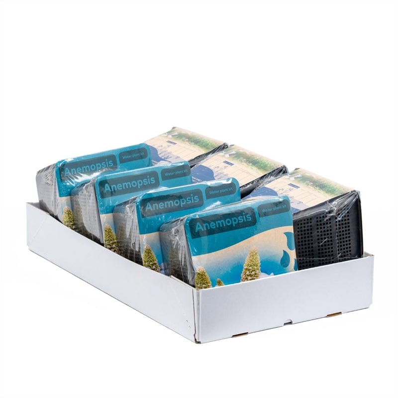 Aquipond Plantes aquatiques Anemopsis - En kit tout-en-un - Pot de 18CM 8719743710092 20915